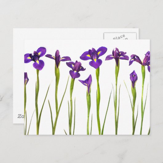 Paarse irissen geïsoleerd op een witte achtergrond briefkaart (Voorkant / Achterkant)