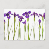 Paarse irissen geïsoleerd op een witte achtergrond briefkaart (Voorkant)