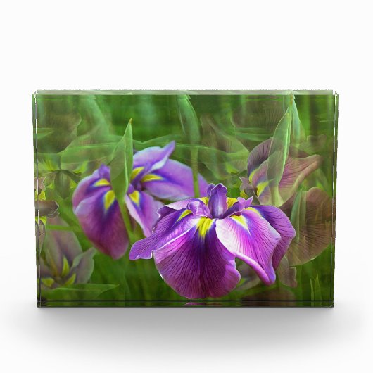 Paarse irissen in beweging fotoblokken (Voorkant)