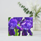 Paarse Irissen Iris Bloem Briefkaart (Staand voorkant)
