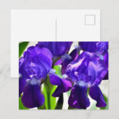 Paarse Irissen Iris Bloem Briefkaart (Voorkant / Achterkant)