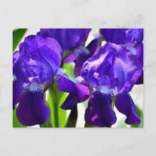 Paarse Irissen Iris Bloem Briefkaart