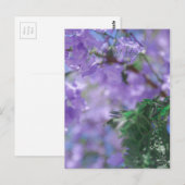 Paarse Jacaranda-boombloemen Briefkaart (Voorkant / Achterkant)