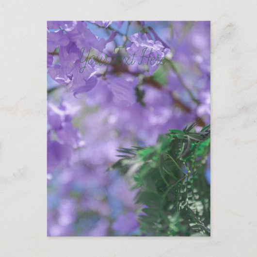Paarse Jacaranda-boombloemen Briefkaart (Voorkant)