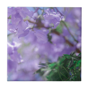 Paarse Jacaranda-boombloemen Tegeltje