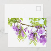 Paarse Jacaranda Flowers Briefkaart (Voorkant / Achterkant)