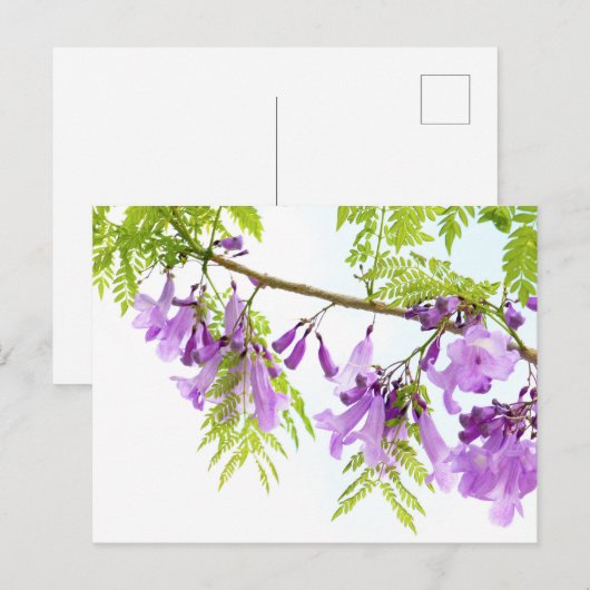 Paarse Jacaranda Flowers Briefkaart (Voorkant / Achterkant)
