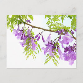 Paarse Jacaranda Flowers Briefkaart