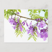 Paarse Jacaranda Flowers Briefkaart (Voorkant)