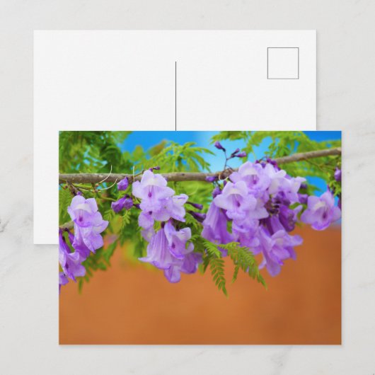 Paarse Jacaranda Flowers Briefkaart (Voorkant / Achterkant)