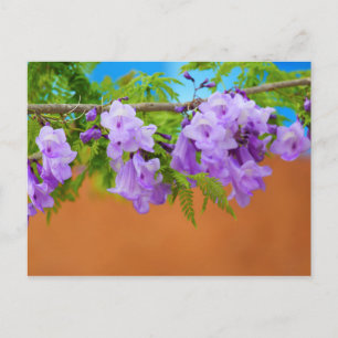 Paarse Jacaranda Flowers Briefkaart
