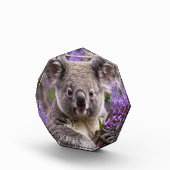 Paarse Jacaranda Koala Beer, Fotoblokken (Rechts)