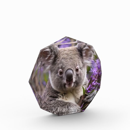 Paarse Jacaranda Koala Beer, Fotoblokken (Links)