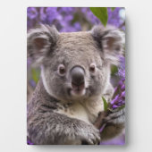 Paarse Jacaranda Koala Beer, Fotoplaat (voorkant)