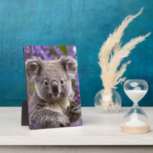 Paarse Jacaranda Koala Beer, Fotoplaat