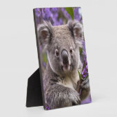 Paarse Jacaranda Koala Beer, Fotoplaat (Zijkant)