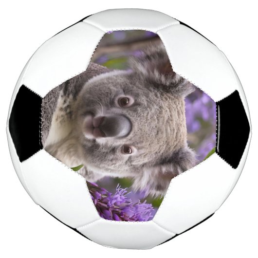 Paarse Jacaranda Koala Beer, Voetbal (Gedraaid)