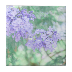 Paarse Jacaranda Tree Flowers Natuur Tegeltje