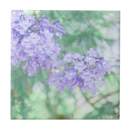 Paarse Jacaranda Tree Flowers Natuur Tegeltje (Voorkant)