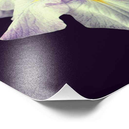 Paarse Japanse Iris Bloem Close Up 8x10 Foto Afdruk (Hoek)