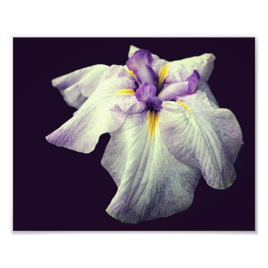 Paarse Japanse Iris Bloem Close Up 8x10 Foto Afdruk (Voorkant)