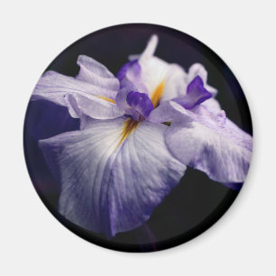 Paarse Japanse Iris Bloem Fotografie Magneet