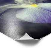 Paarse japanse iris bloem gedeeltelijke kleur 8x10 foto afdruk (Hoek)