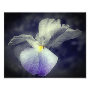 Paarse japanse iris bloem gedeeltelijke kleur 8x10 foto afdruk