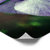 Paarse Japanse Iris-bloem ontvouwen Poster (Hoek)