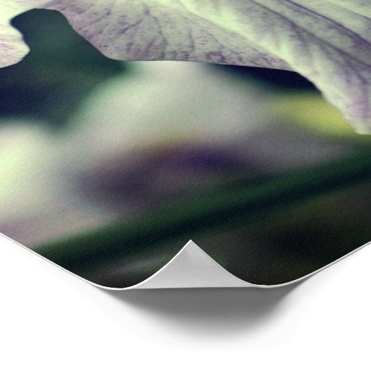 Paarse Japanse Iris-bloem Sluiten Poster (Hoek)