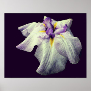Paarse Japanse Iris-bloem Sluiten Poster