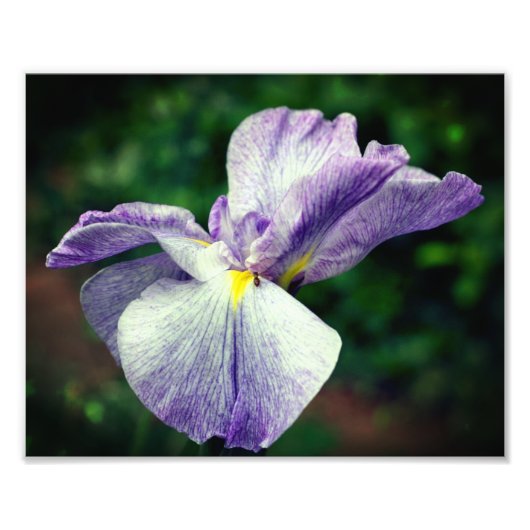 Paarse Japanse Iris Bloem Uitvouwend 8x10 Foto Afdruk (Voorkant)