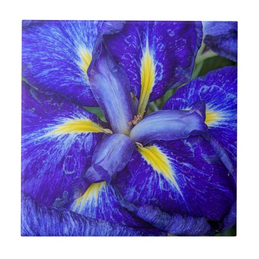 Paarse japanse iris bloemig tegeltje (Voorkant)