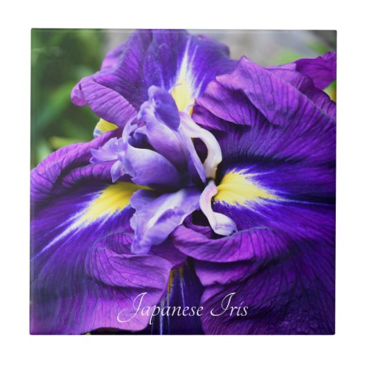 Paarse Japanse Iris Bloom Floral Tegeltje (Voorkant)