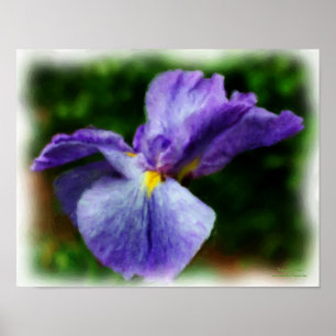 Paarse Japanse Iris Flower Photo Painting Poster