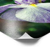 Paarse japanse irisbloem ontvouwt zich 8x10 foto afdruk (Hoek)