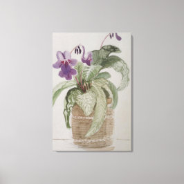 Paarse Kaapse Primula Waterverf Canvasprint Canvas Afdruk