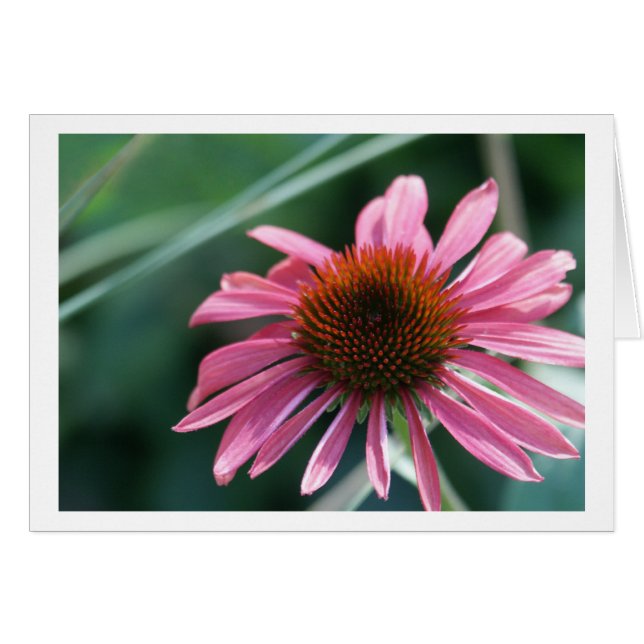 Paarse Kaart Coneflower (Voorkant Horizontaal)