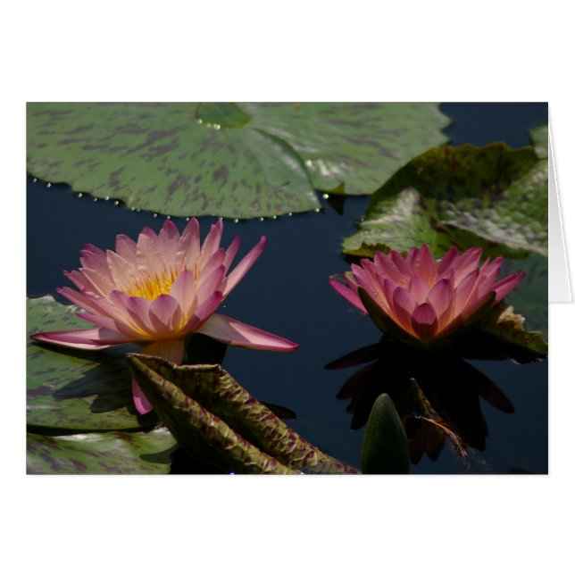 Paarse Kaart Lotus Waterlilies (Voorkant Horizontaal)