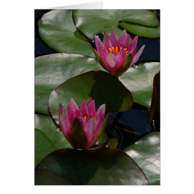 Paarse Kaart Lotus Waterlilies (Voorkant)