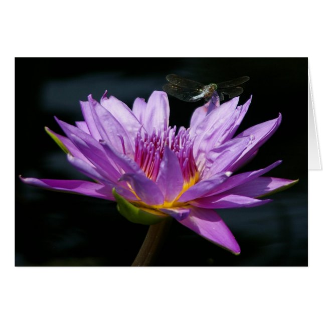 Paarse Kaart Lotus Waterlily & Dragonfly (Voorkant Horizontaal)