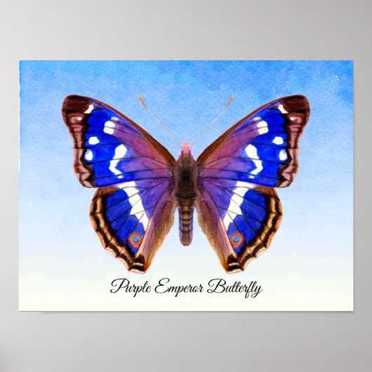 Paarse keizer Butterfly Waterverf Schilderafdrukke Poster (Voorkant)