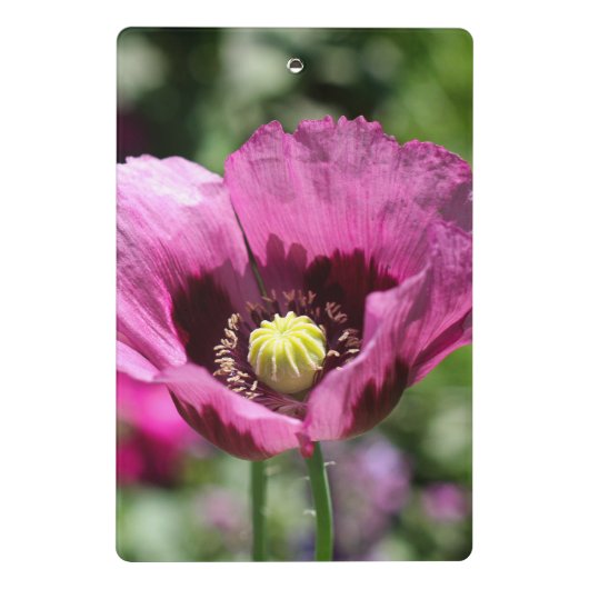 Paarse klaproos mini klembord (Achterkant)