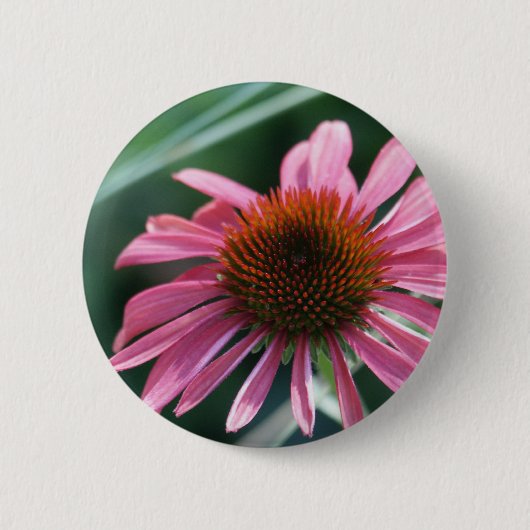 Paarse Knoop Coneflower Ronde Button 5,7 Cm (Voorkant)