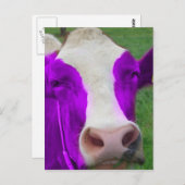 paarse koe briefkaart (Voorkant / Achterkant)
