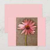 Paarse kone ventilator Echinacea purpureum Briefkaart (Voorkant / Achterkant)