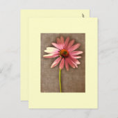 Paarse kone ventilator Echinacea purpureum Briefkaart (Voorkant / Achterkant)