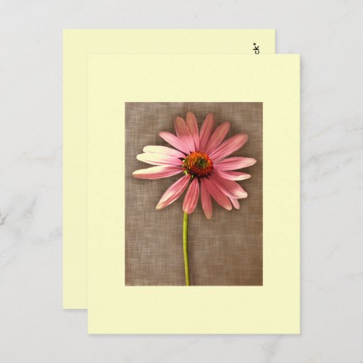 Paarse kone ventilator Echinacea purpureum Briefkaart (Voorkant / Achterkant)