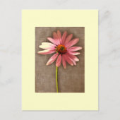 Paarse kone ventilator Echinacea purpureum Briefkaart (Voorkant)