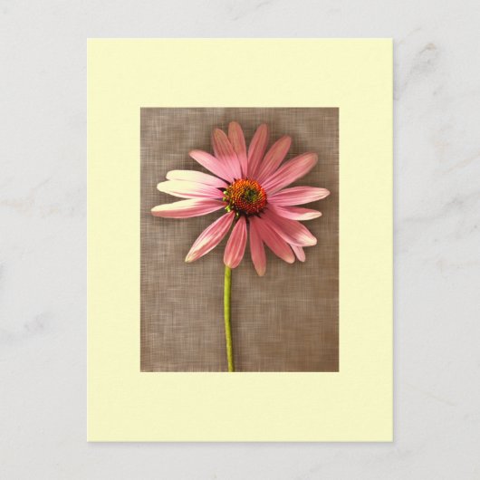 Paarse kone ventilator Echinacea purpureum Briefkaart (Voorkant)